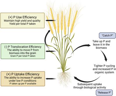 Ideotype breeding for crop adaptation to low phosphorus availability on extensive organic farms